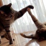 My Cat From Hell #700 / 殴り合う猫達！