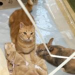 My Cat From Hell #703 / 我が家のネコと兎と猫とねこ