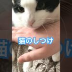 猫のしつけってどうしてますか？#うちの子今日も可愛い  #猫 #cat #ねこ #犬と猫 #猫と犬 #犬 #いぬ #dog #고양이 #강아지  music:えだまめ88様