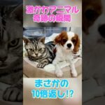 #激かわアニマル奇跡の瞬間 #犬 #わんこ #猫 #ネコ #兄妹  #shorts