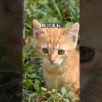 子猫トイレトレーニング！#shorts #雑学 #おすすめ #animals #ペット #猫のいる暮らし
