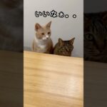 《美味しそうだけど我慢だニャ。》#多頭飼い　#猫　#猫のいる暮らし　#ねこ　#保護猫　#猫のいる暮らし #しつけ　#猫好きさんと繋がりたい #クリーム茶トラ　#キジトラ