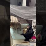 ポメラニアンのタヌ #ポメラニアン大好き #タヌキ#あかちゃん #いやし#犬#しつけ