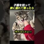 子猫を拾って家に連れて帰ったら       #猫 #動物 #子猫 #かわいい猫 #野良猫 #保護猫