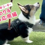 【子犬】おかわり＆お手応用編【しつけ】