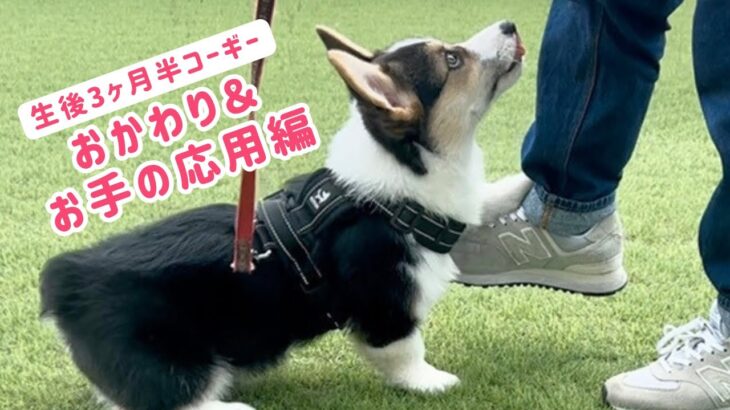 【子犬】おかわり＆お手応用編【しつけ】