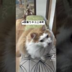 おやつタイムは猫ちゃん達が元気になる時間！？膝乗りネコちゃんもいるよ♪#猫カフェ大阪 #猫しつけ #猫と触れ合えるカフェ