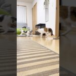 教育係は大変です。#三毛猫#キジ白#ロシアンブルー#しつけ#仔猫