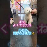 くるみ、両手ムリぽよ🥺  #犬 #子犬 #猫 #子猫 #犬のモッパン #かわいい #犬のしつけ #ペット