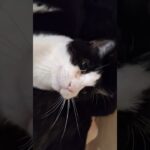 【猫のクロコ】衣替え #猫との暮らし