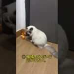 猫が夜中にドアをガリガリ…やめさせたい人は絶対見て！#猫あるある #猫のいる暮らし #猫好きさんと繋がりたい  #猫の気持ち #猫行動学 #猫対策 #猫のしつけ  #猫との暮らし #猫飼い初心者
