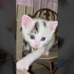 猫用チェアーに座る子猫🐱サクラ