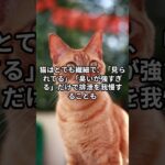 快適なトイレ環境の作り方 #猫トイレ #猫との暮らし #猫の健康 #トイレのしつけ #猫あるある