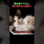 猫を撫でてたら、急に襲われた理由！#猫の心理 #猫の行動 #猫
