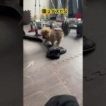 ポメラニアンのタヌ #ポメラニアン大好き #タヌキ#あかちゃん #いやし#犬#しつけ