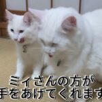 【猫のしつけ】お手はできるのか？1日目の挑戦｜猫ムーミン成長日記