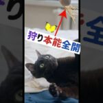 毎日10分で猫が激変!?狩りごっこでストレス解消
