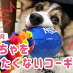 【5ヶ月子犬】おもちゃを離したくないコーギー【しつけ】