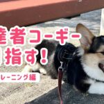 【5ヶ月子犬】芸達者コーギーを目指す！【しつけ】