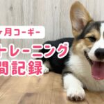【子犬しつけ】伏せトレーニング6日間記録【コーギー】