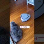 しつこい #ねこ動画 #アメリカンカール #catlovers #catvideos