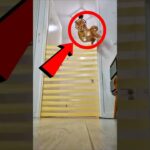 is cat training failed 😱🧐 #cat #pets