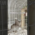 子猫に爪研ぎを教えたら….#爪研ぎ#ねこのいる暮らし#しつけ#ガリガリ#シンガプーラ#shorts