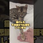 【朗報】猫さんお手をすることに成功？#shorts #cat #犬のしつけ