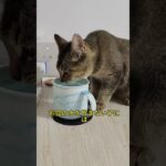 猫はわかってくれる。だから私たちも、もっと知ってあげよう。#猫のいる生活 #猫との暮らし #猫のしつけ #猫の習性 #猫の気持ち #猫あるある #猫初心者 #猫のお世話 #猫好き集合 #猫豆知識