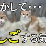 猫を迎える時に絶対しないでほしいこと
