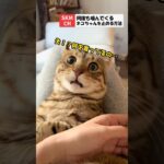 噛むのをやめない猫さんに…ある作戦を試してみたら？