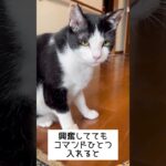 興奮しているハチワレ猫にオヤツをあげる方法！！【失敗あり】#ハチワレ猫 #保護猫 #しつけ