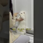知らなきゃ損！猫との暮らしが変わるテクニック集。#猫のいる生活 #猫との暮らし #猫育て #猫のしつけ #猫の習性 #猫の気持ち #ねこ好きさんと繋がりたい  #猫あるある  #猫豆知識