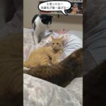 先輩モグ君の厳しいしつけ(笑)＃猫パンチ
