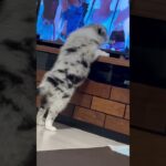 ボーダーコリーちゃんのしつけはどうやってしてますか？#いぬのいる生活 #かわいい犬 #ボーダーコリー