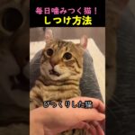 毎日噛む猫のしつけ裏ワザ