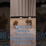 しつけがしっかりしてますわ…