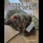 テーブルに乗りたいぬこvs乗ってほしくないあちし。 #cat #好きな子猫 #子ネコ #子猫 #ねこのいる生活 #元気になる動画 #猫のいる暮らし #ごはん #しつけ
