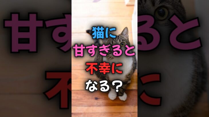 【注意】猫を甘やかしすぎるとこうなる…3つのリスクと対策！