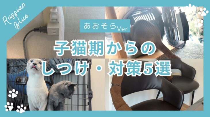 【保存版】お迎え直後から始める子猫のしつけ・対策5選 ｜ あおそらVer【ロシアンブルーのあおそら】
