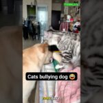 🐕 Cat vs Dog: The Fluffy Showdown #dog #puppy #germanshepherd #dogtraining #pets