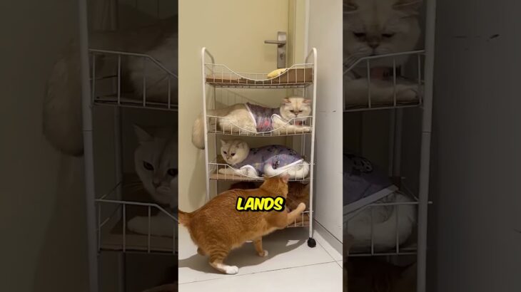 Disciplined Cats 😳