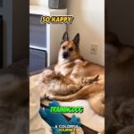 🐕 Dogs and Cats, One Happy Family #dog #puppy #germanshepherd #dogtraining #cat