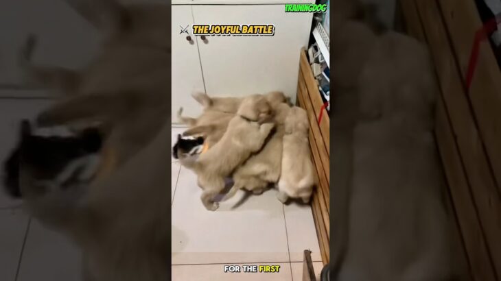 🐕🤣Puppy and Kitten, Happy Under One Roof #dog #puppy #germanshepherd #dogtraining #k9 #cat #pets