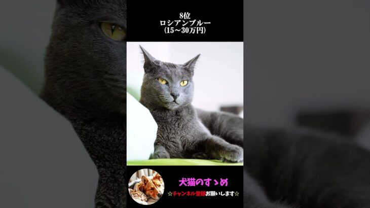 【世界一高額な猫ランキングTOP10】あまり馴染みのない猫ちゃんもいっぱい！#プチ知識  #ゆっくり解説  ＃しつけ #心理学 #猫のいる生活  #愛猫