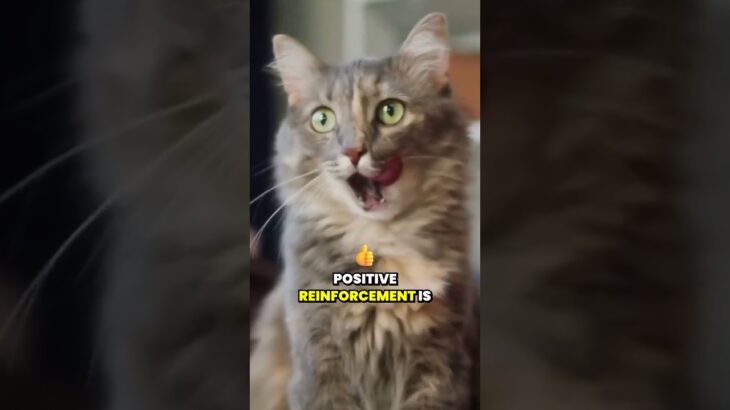 The Power of Positive Reinforcement in Cat Training  #catadoption #cattraining #catcoaching