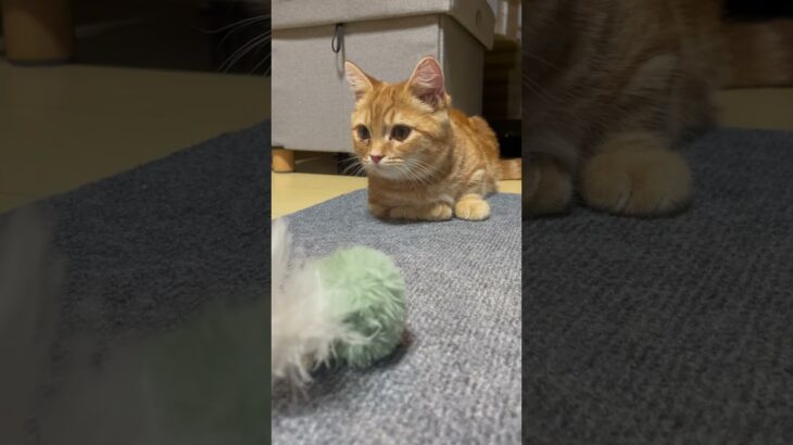 “マテ”ができる子猫、しつけ完璧すぎる。と思う。　#cat  #ジェネッタ  #マンチカン  #猫のいる暮らし