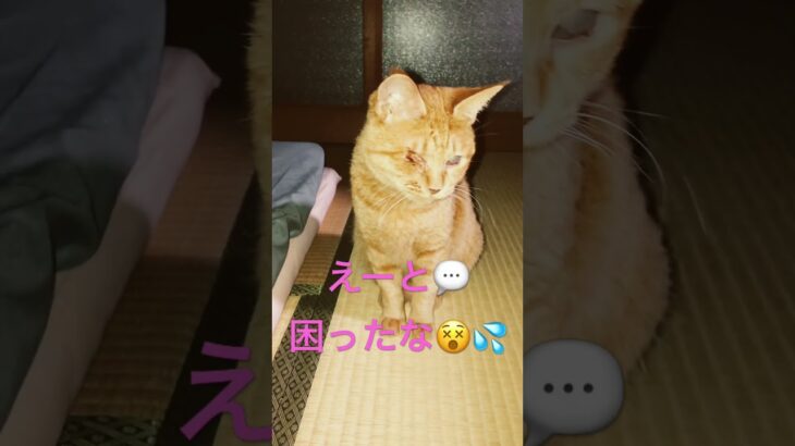 #気をつけ礼#しつけ #トレーニング #可愛い #cat #チャンネル登録お願いします #保護猫 #チャンネル登録者数100万人になる #猫のいる暮らし #猫のいる生活 #cute #pets #