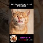 【意外と知らない！？】猫の常識的な雑学まとめpart1 #プチ知識  #ゆっくり解説  ＃しつけ #心理学 #猫のいる生活  #愛猫