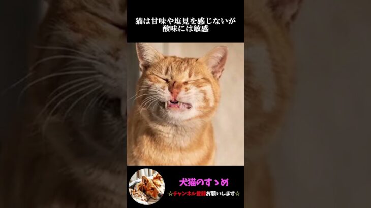 【意外と知らない！？】猫の常識的な雑学まとめpart1 #プチ知識  #ゆっくり解説  ＃しつけ #心理学 #猫のいる生活  #愛猫
